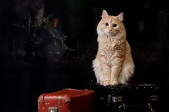 sad cat Product Image 1