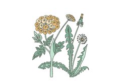 Botanical plants and flowers in pastel colors. Line art Product Image 1