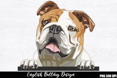 English Bulldog Sublimation, English Bulldog PNG design Product Image 1
