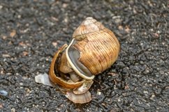 Big garden snail in shell crawling on wet road hurry home Product Image 24