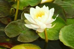 Beautiful water lilies with green leaves in the lake Product Image 1