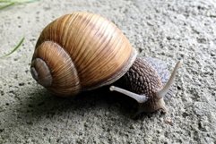 Big garden snail in shell crawling on wet road hurry home Product Image 7