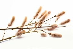 Pussy willow branches on white background Product Image 1