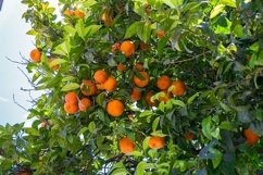 Tangerines in a summer mediterranean garden Product Image 1