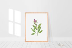 Watercolour wall art, Watercolour Herbs prints, Herbs poster Product Image 6