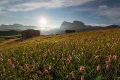 Beautiful flowers at Alpe di Siusi Product Image 1