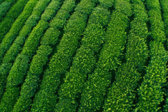 Green Tea Plantation Background Wallpaper Product Image 1