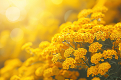 Alyssum Flowers Background Wallpaper Product Image 1