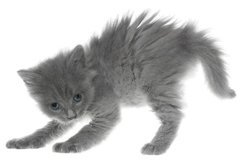 Stock Photo - Frisky small kitten isolated Product Image 1