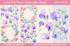 Sweet Pea Flower Watercolor Clipart Bundle PNG Product Image 7