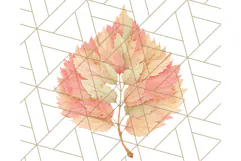 Fall Foliage Clipart PNG, Pink and Green Leaves Product Image 3