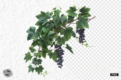 Summer Grapes Vine Clipart Product Image 1