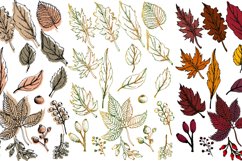 Vector Autumn Leaves Product Image 3