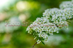 Stock Photo - Blooming white spirea on a spring day close-up Product Image 1