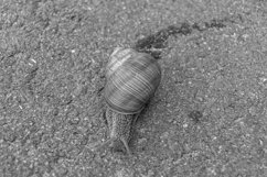 Big garden snail in shell crawling on wet road hurry home Product Image 29