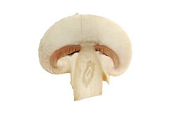 One single champignon mushroom slice isolated macro photo Product Image 1