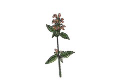 Botanical wildflower isolated on white background Hand drawn Product Image 1