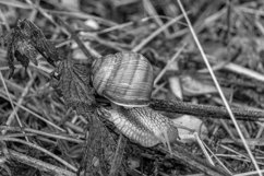 Big garden snail in shell crawling on wet road hurry home Product Image 22