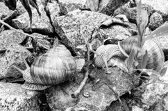 Big garden snail in shell crawling on wet road hurry home Product Image 16