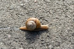Big garden snail in shell crawling on wet road hurry home Product Image 13