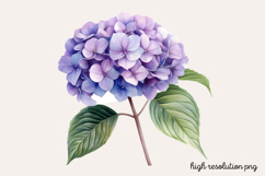 Hydrangea Watercolor Cliparts Bundle PNG Product Image 23