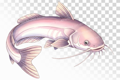 Cute Catfish Marine Animal Ocean Fish PNG Summer Aquatic Product Image 1