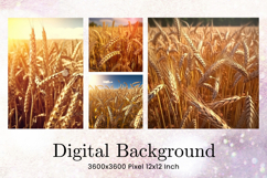 Field of Wheat Background Wallpaper Wheat Field View Wallart Product Image 1