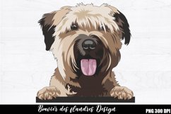 Bouvier des flandres Sublimation, Bouvier des flandres PNG Product Image 1