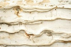 cracked wood texture Product Image 1