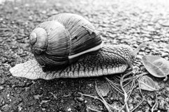 Big garden snail in shell crawling on wet road hurry home Product Image 16