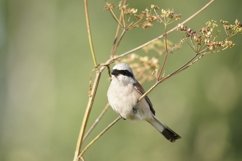red-backed shrike Lanius Collurio. Product Image 1