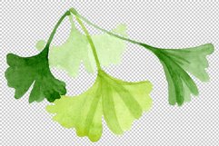Ginkgo biloba plain green watercolor png Product Image 4