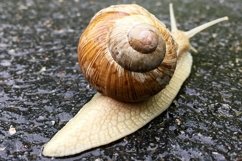 Big garden snail in shell crawling on wet road hurry home Product Image 8