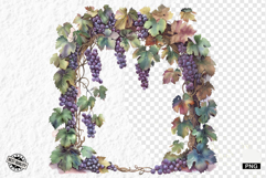 Summer Grapes Vine Clipart Product Image 1
