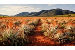 desert aloe Product Image 1