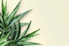 Fresh aloe vera plant on cream background Product Image 1