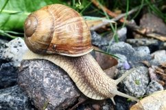 Big garden snail in shell crawling on wet road hurry home Product Image 1