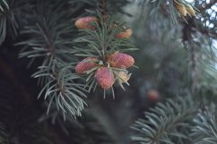 Christmas trees outdoors in the garden Product Image 1