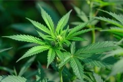 Lush cannabis plant in natural setting Product Image 1