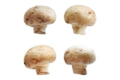 Champignons mushroom isolated set macro photo Product Image 1