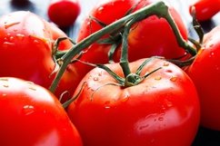 wet tomato on a branch close-up Product Image 1