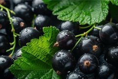 Tart Black currant berries. Generate Ai Product Image 1
