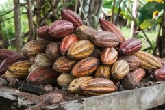Pile of freshly harvested cacao pods on wooden table Product Image 1