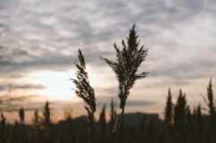 Set of 4 photos. Golden reeds sway in the wind against sunse Product Image 3