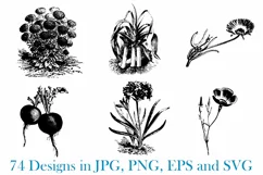 74 Woodcut Vintage Floral and Garden Illustration Collection Product Image 4