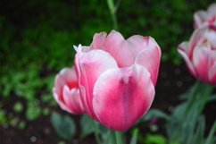 blooming flowers in the garden Product Image 1