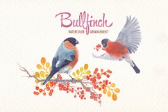 Watercolor bullfinch bird clipart Product Image 4