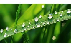 morning green rice white Product Image 1