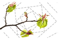 Linden spring Product Image 1