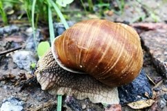 Big garden snail in shell crawling on wet road hurry home Product Image 17